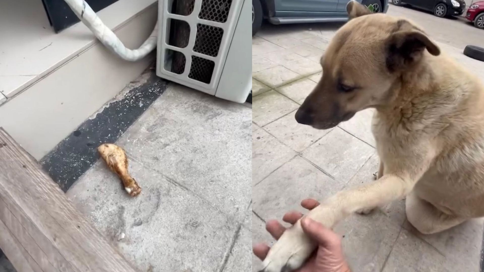 Patili dost iyiliği karşılıksız bırakmadı: Sokak köpeği, kendisini besleyen kişinin dükkanına tavuk budu bıraktı