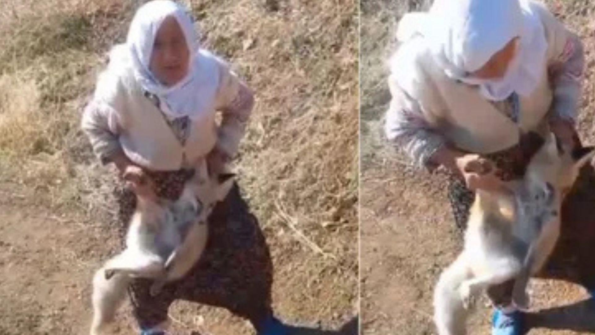 80 yaşındaki kadın kümesine giren tilkiyi elleriyle yakaladı: O anlar kameralara yansıdı