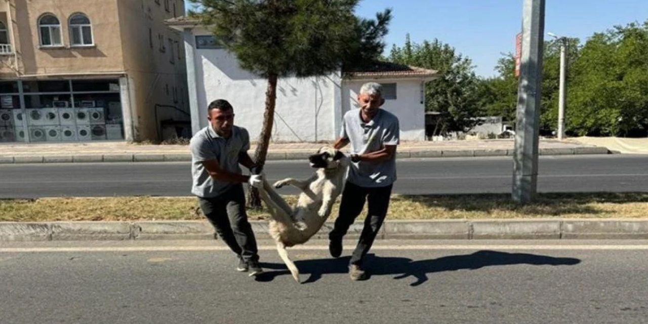 DEM Partili belediye sokak hayvanlarını toplamaya başladı