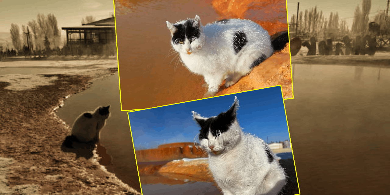 Termal su kenarında ısınmaya çalışan kedi hayatını kaybetti