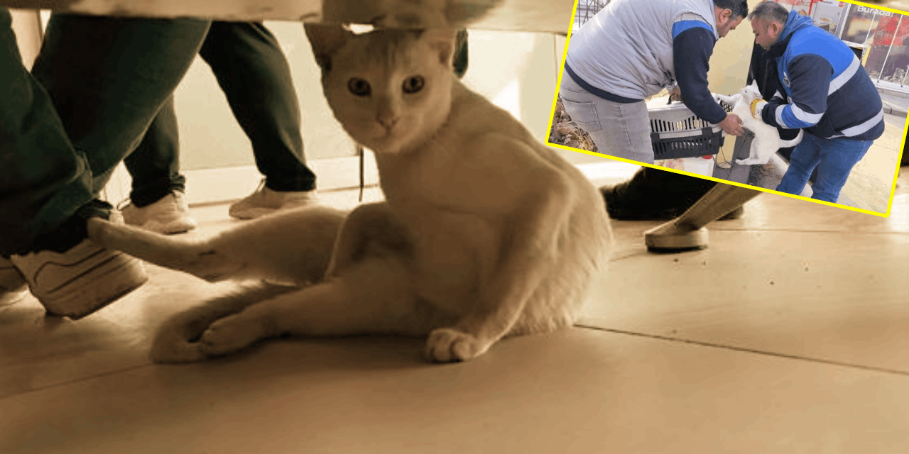Bacağı kırılan kedi acil servisin yolunu tuttu