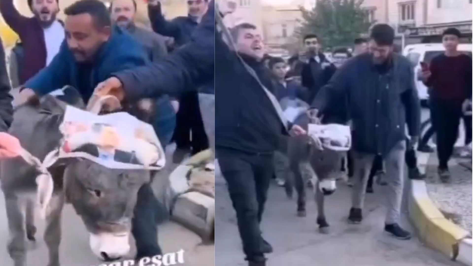 Suriyeliler yavru eşeğe Esat fotoğrafı asıp üstüne bindi: Yavru eşek koruma altına alındı