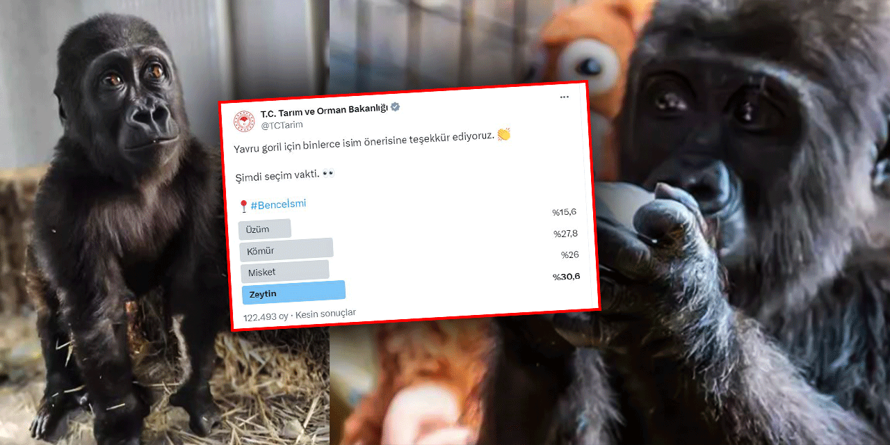 Oylama tamamlandı: Kargo kutusunda bulunan yavru gorilin ismi belli oldu