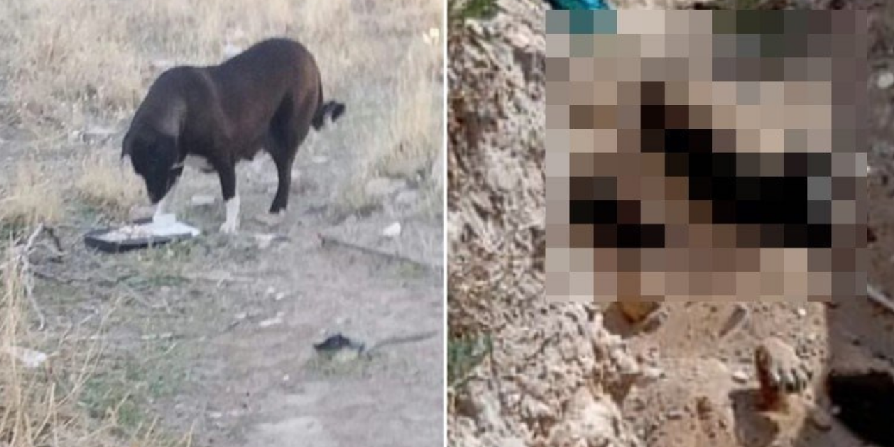 AKP’li belediyede köpek katliamı! Ankara Barosu harekete geçti