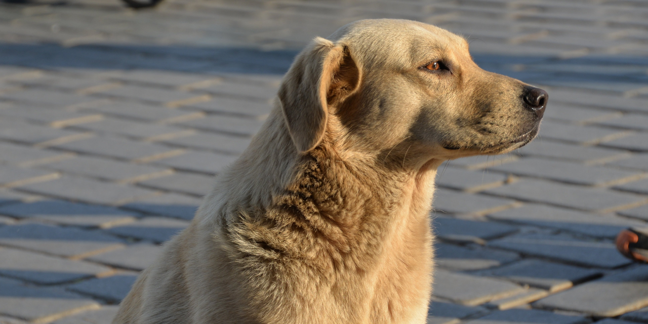 İngiltere Türkiye’deki sokak köpekleri için harekete geçti