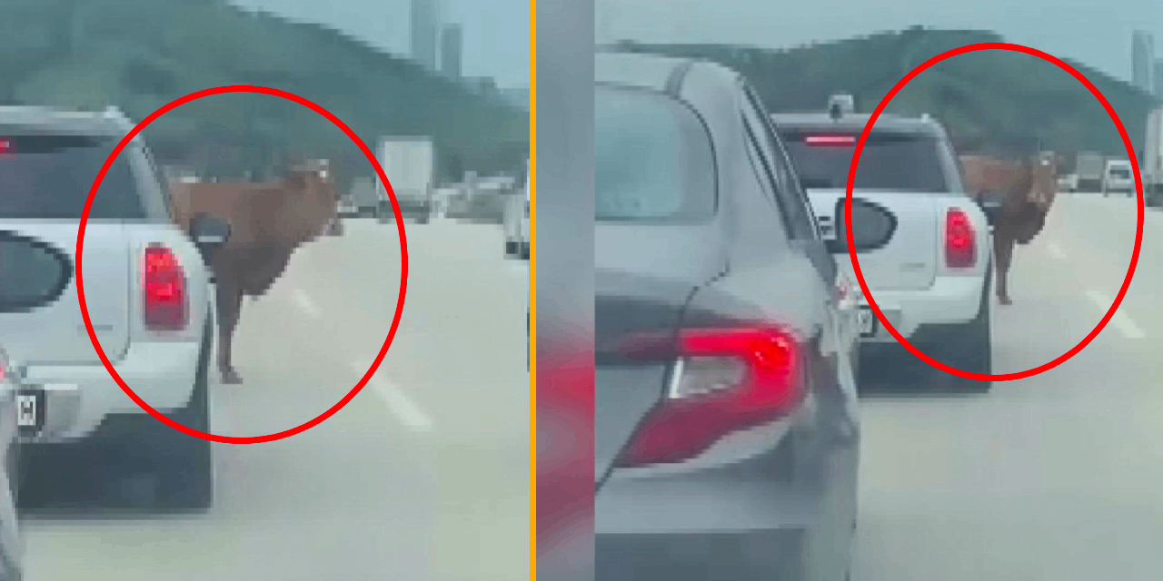 Otobana çıkan boğa trafiği altüst etti