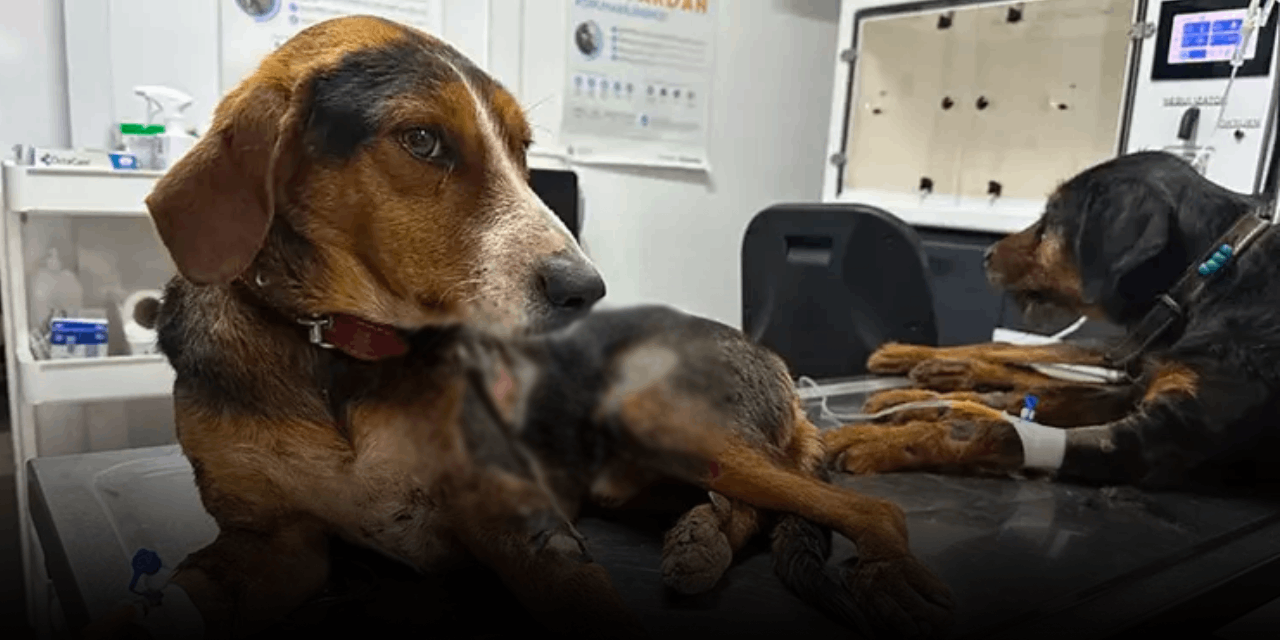 Aracın arkasında kilometrelerce sürüklendi: Köpeğin bacağından bir de tabanca mermisi çıktı