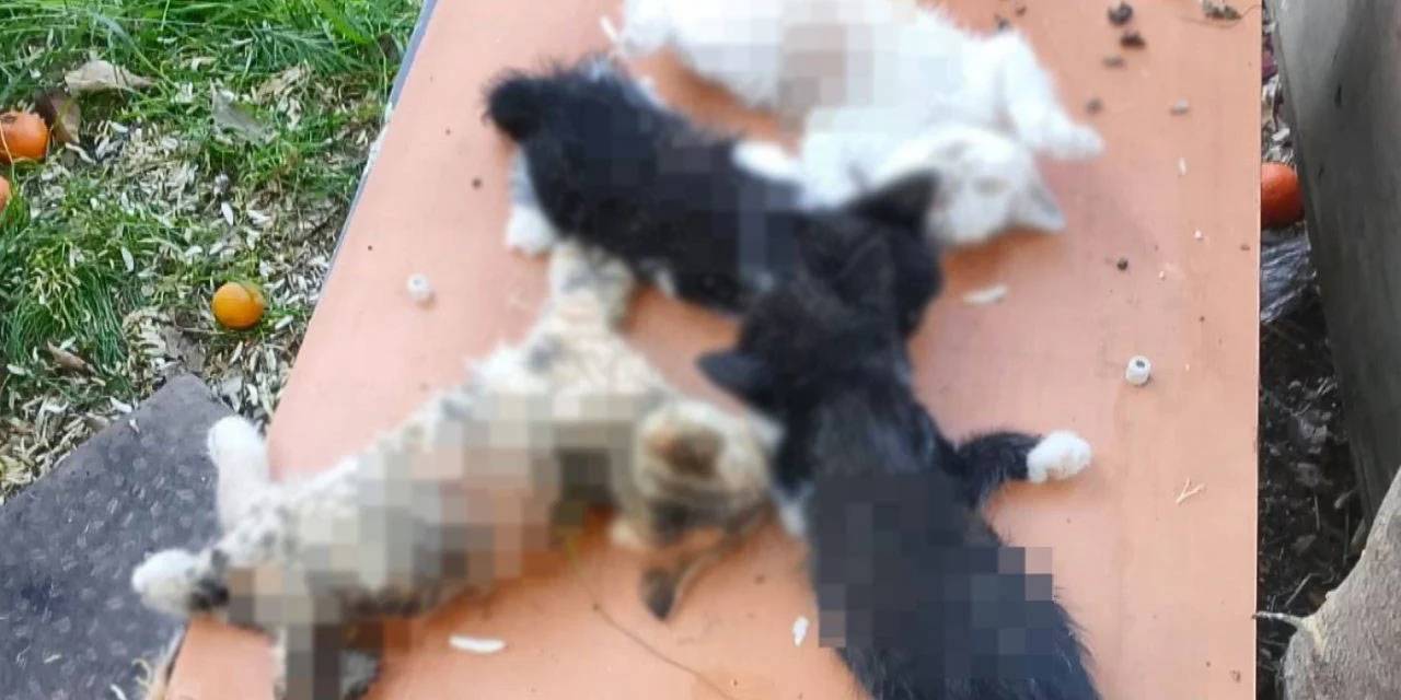 Bursa'da hayvan katliamı: 8 yavru kedi kesici aletlerle öldürüldü