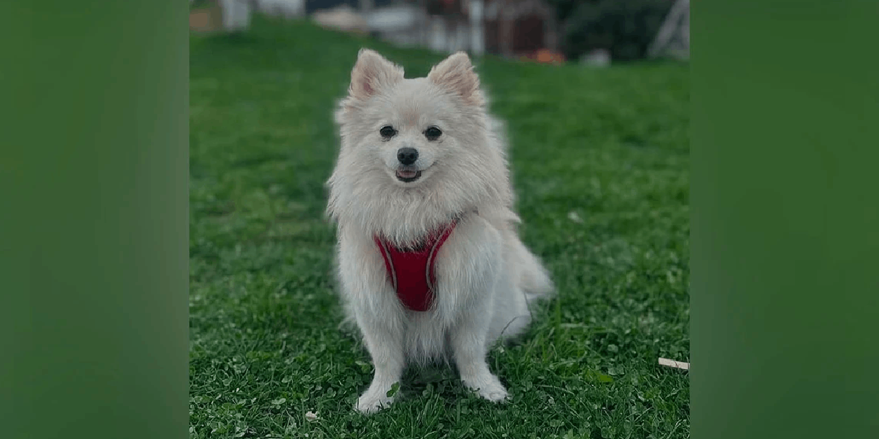 Köpeğini bulana 50 bin lira ödül verecek
