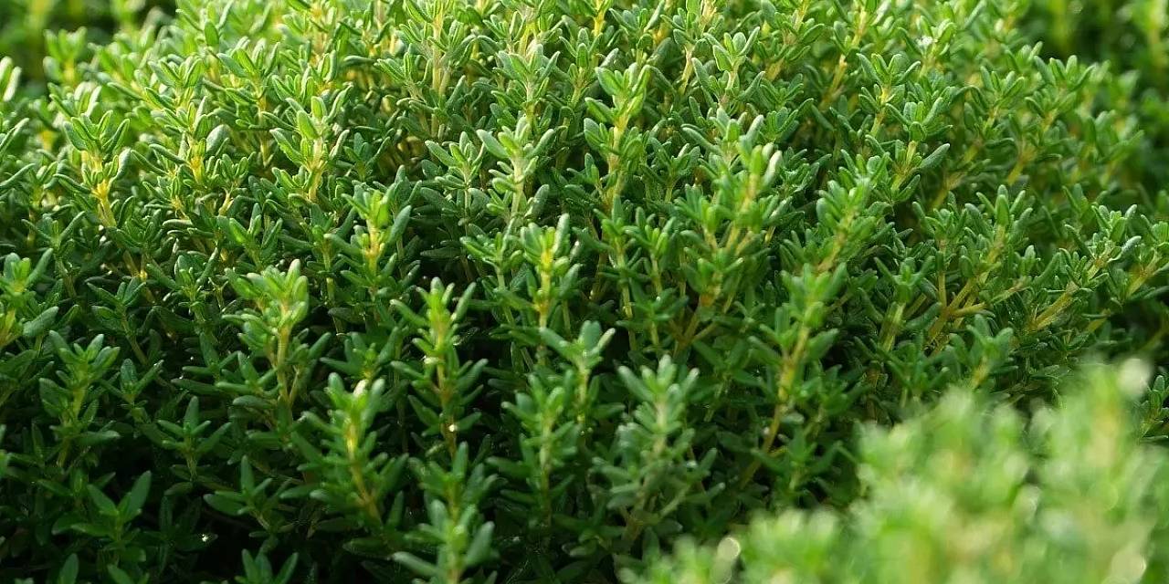 Yazın kâbusu sinekler geri döndü: Bu bitkilerle evinizi koruyun