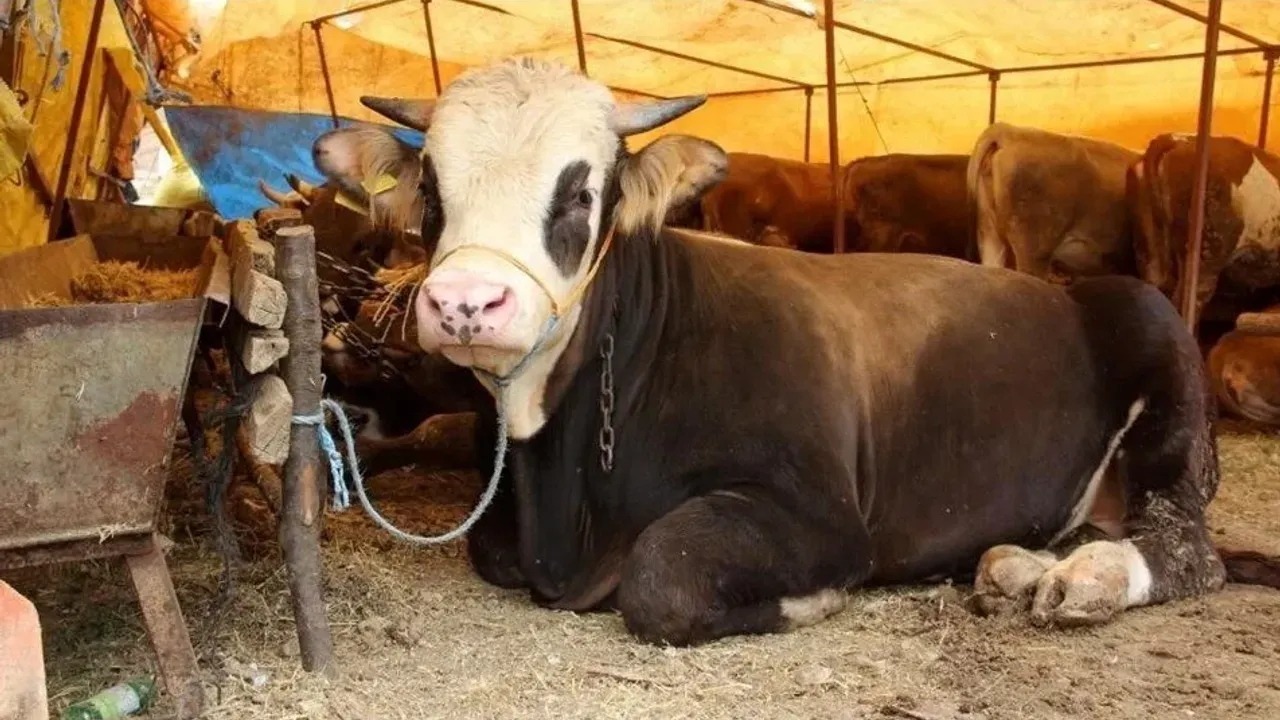 Kredi kartıyla kurban kesmek dinen uygun mu?