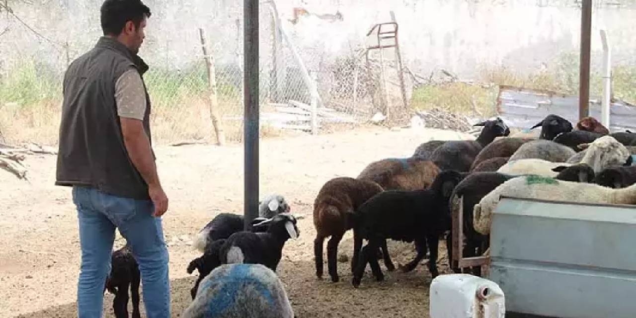 Tarlaya dökülen zehir 77 koyunu telef etti