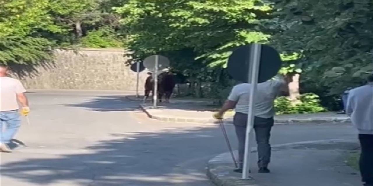 Kurban pazarından kaçan boğa böyle yakalandı