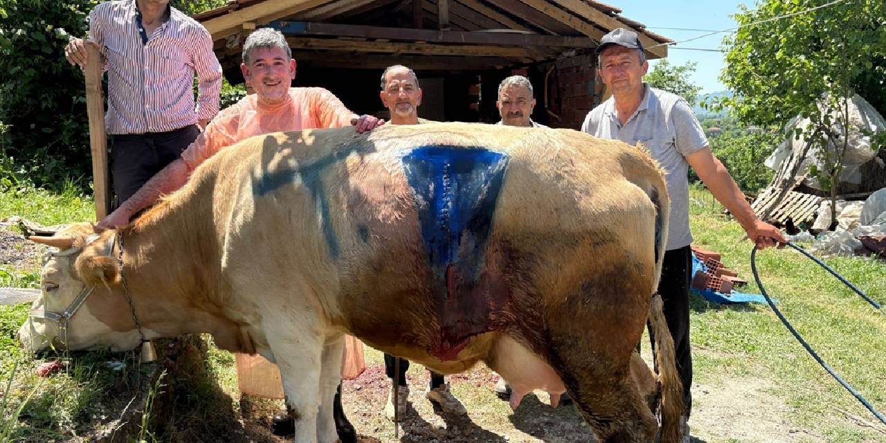 Bartın'da çift başlı buzağı ölü doğdu