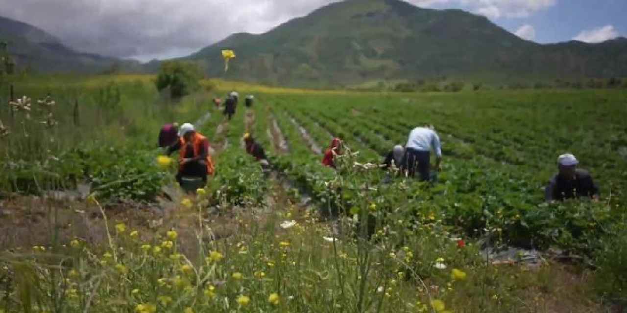 350 milyon lirayı duyan oraya koştu