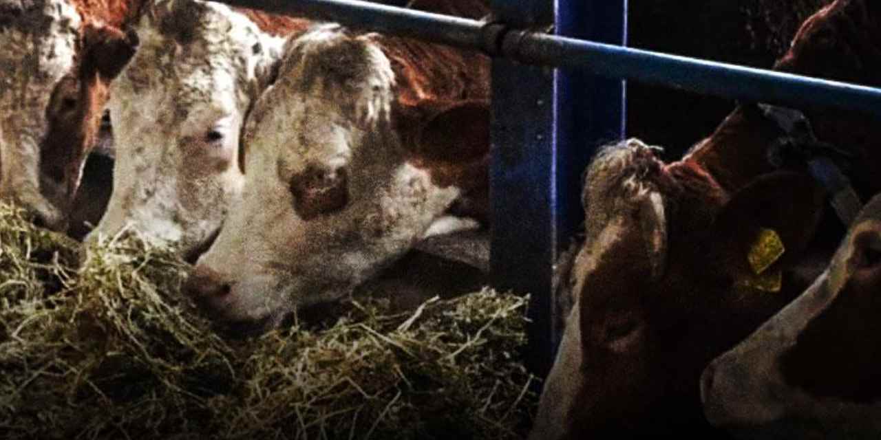 Bakan Yumaklı müjdeyi verdi: Hayvan başına 18 bin lira destek