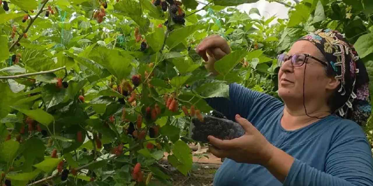 Mersin'de hasadı başladı: Kilosu 90 TL'den kapış kapış satılıyor