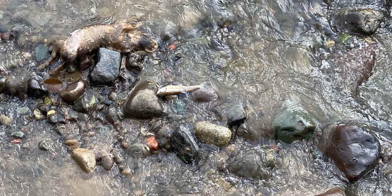 Rize'de endişe yaratan görüntü: İnceleme başlatıldı
