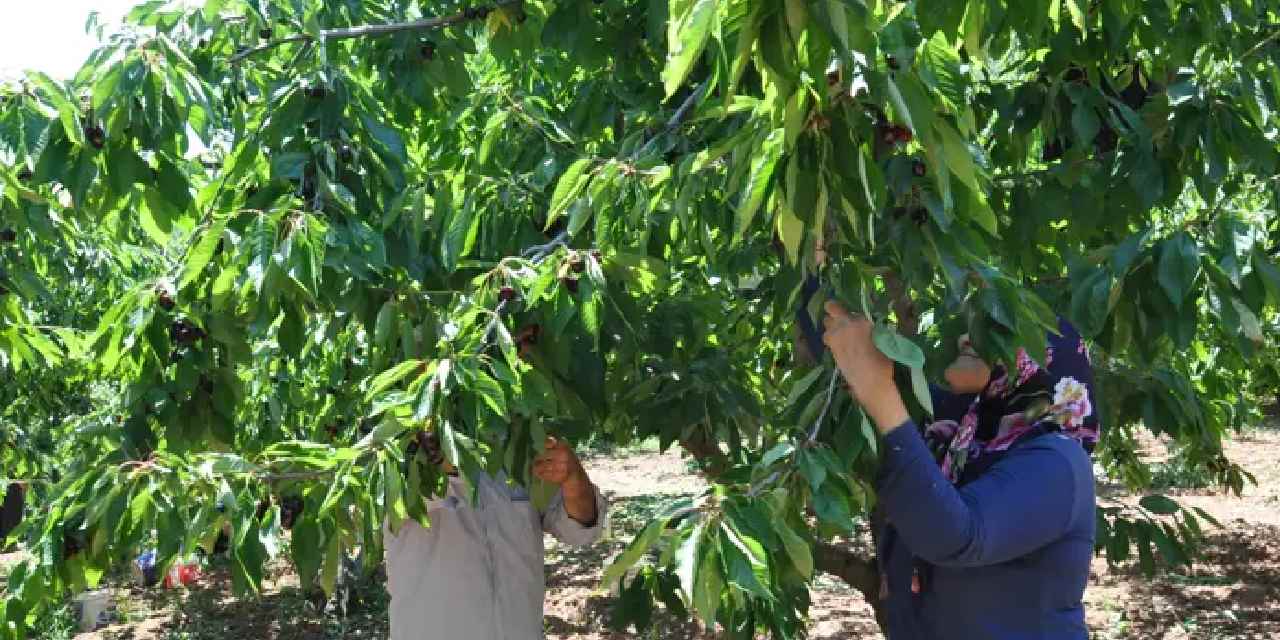 Gaziantep'te hasadı başladı: Bahçede 130 markette 200 liradan satılıyor