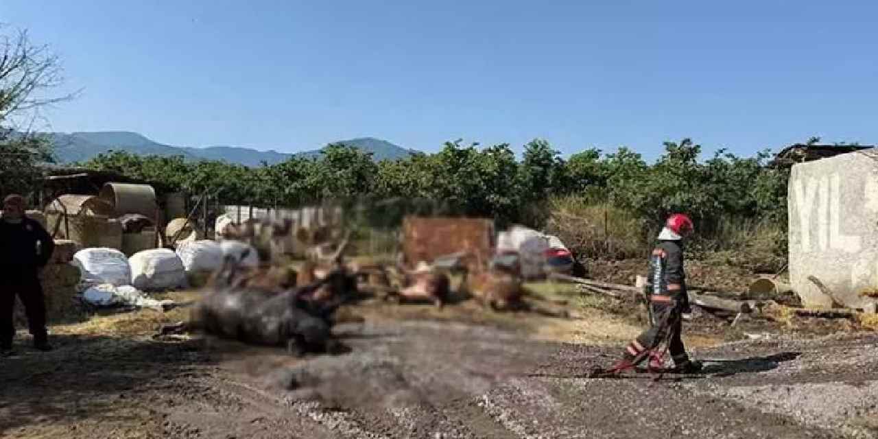Besi çiftliğinde yangın çıktı: 16 büyükbaş öldü