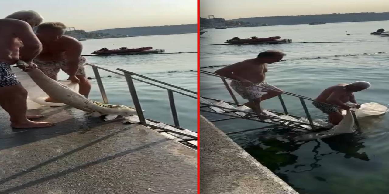 Ölü yunus karaya vurdu
