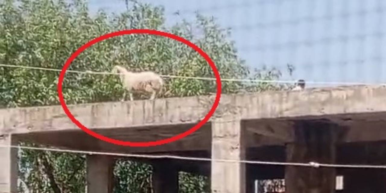 Kurbanlık koç 3 katlı binanın çatısına çıktı! Sahibi satmaktan vazgeçti