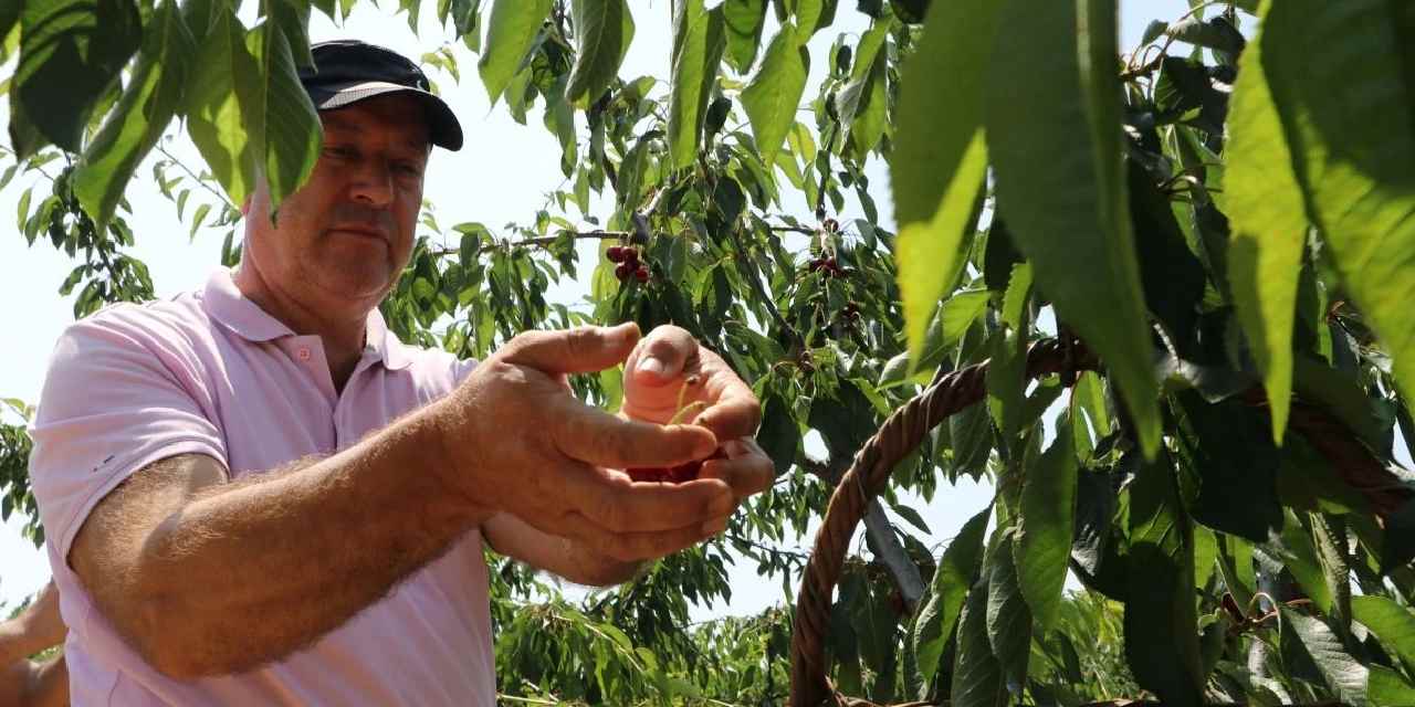 Tekirdağ'da hasadı başladı: 3 bin ton rekolte bekleniyor
