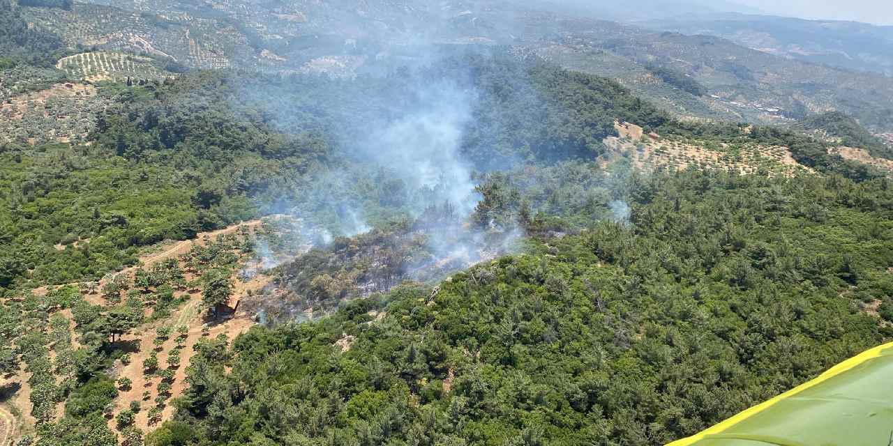 Aydın ve İzmir'de orman yangını