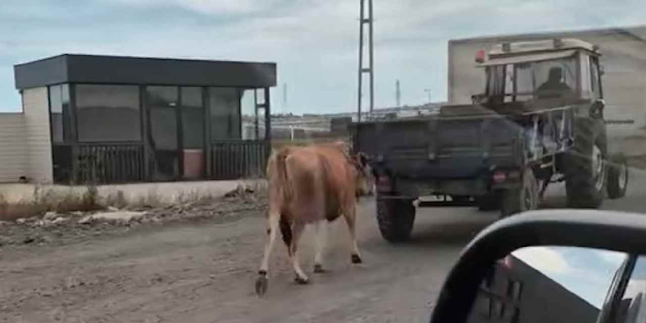 İneği traktörün arkasına bağlayarak sürükledi