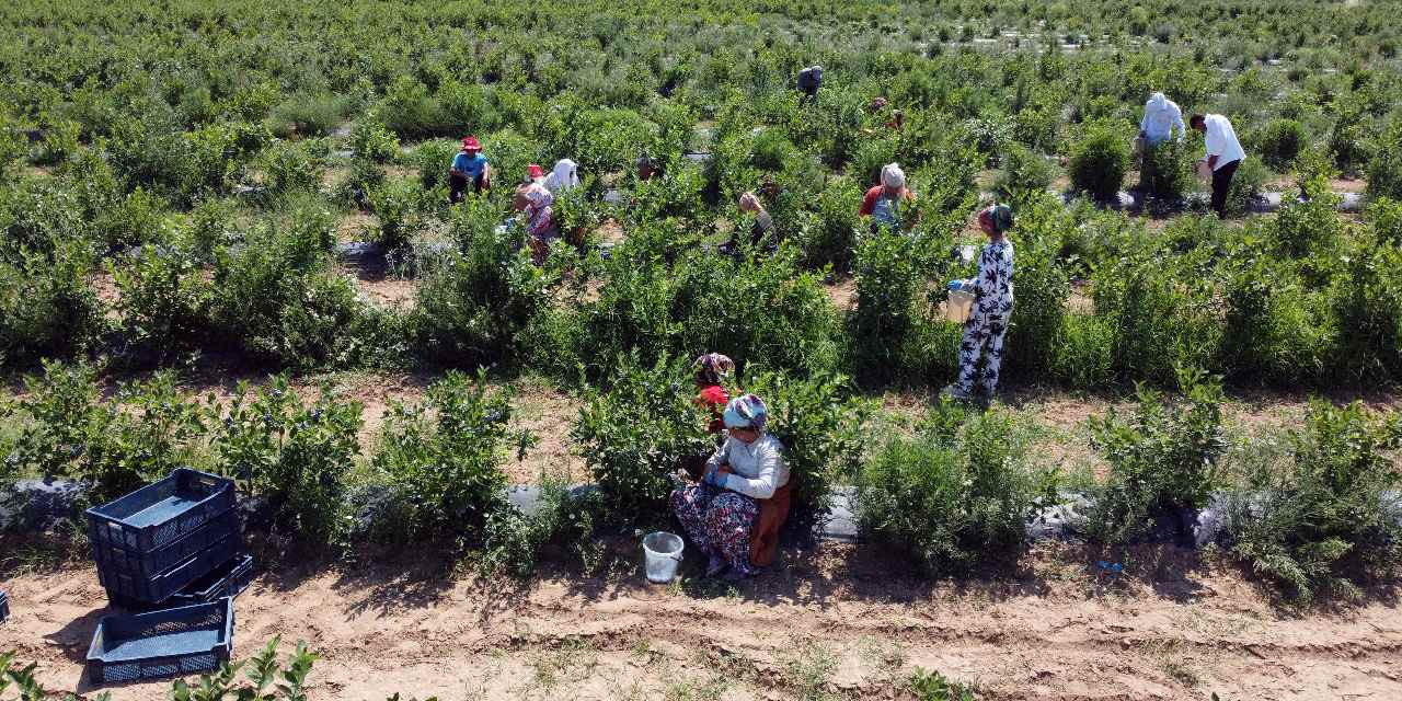 'Mavi yemiş' olarak biliniyor: Sayılamayacak kadar faydası var