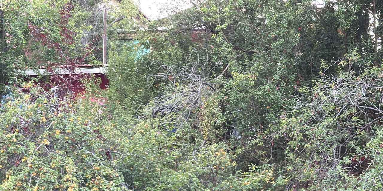 Sarıyer'de dehşet: Sevgililer başlarından vurulmuş halde ölü bulundu