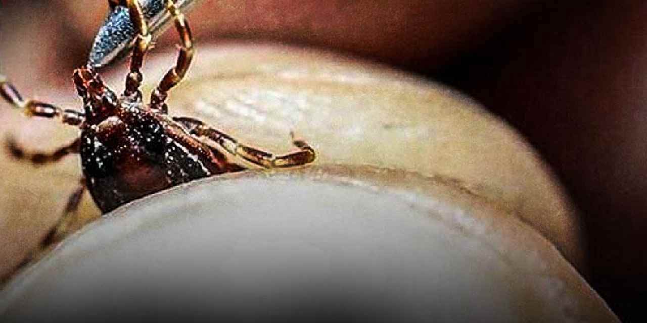 Kabus gün geçtikçe büyüyor: Kene bir can daha aldı