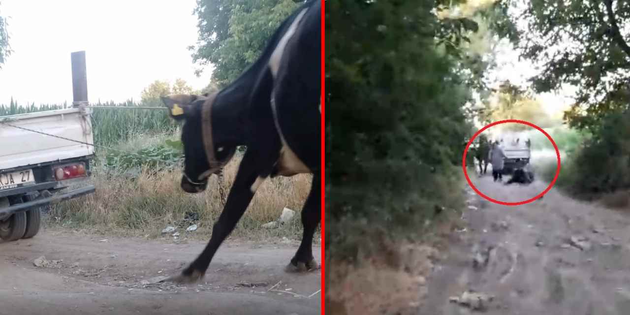 Böyle vicdansızlık görülmedi: İneği kamyonetin arkasına bağlayıp sürükledi