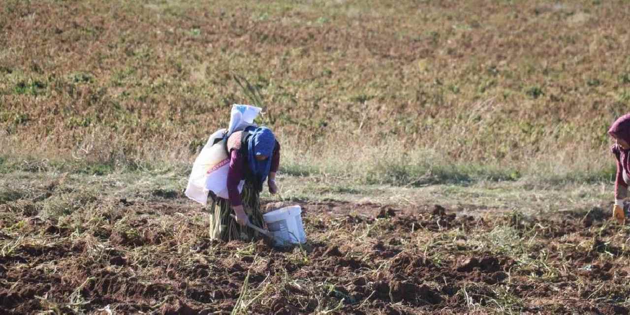 Niğde'de hasadı başladı: Kilosu 12 TL'den kapış kapış satılıyor