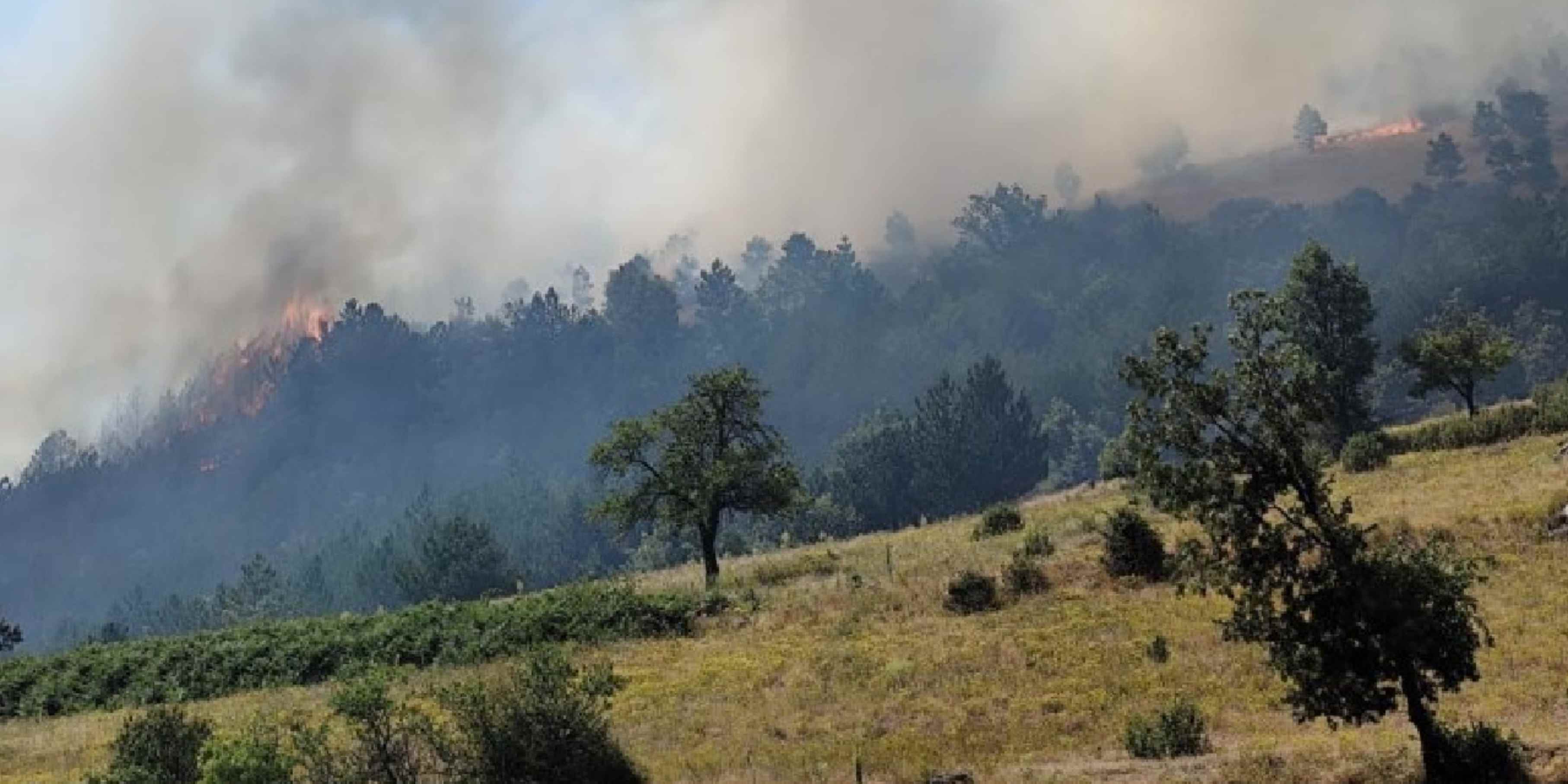 Balıkesir'de orman yangını: Alevlere havadan ve karadan müdahale ediliyor