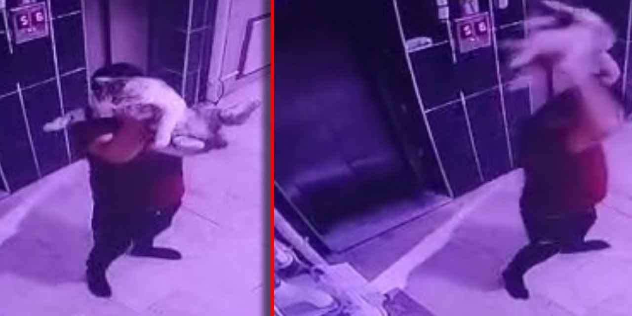 Hamile kediyi önce kameraya gösterdi sonra yere fırlattı: Gözaltına alındı