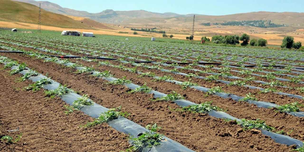 Ürünler tarlada kaldı: Zarar eden üretici "gelecek yıl ekmem" dedi