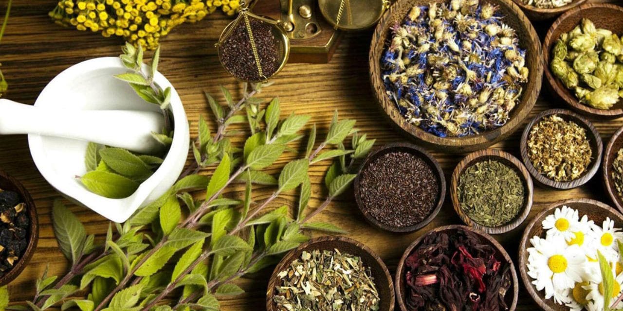 Dünya yaban hayatı günü: Nesli tehlike altındaki türler artıyor