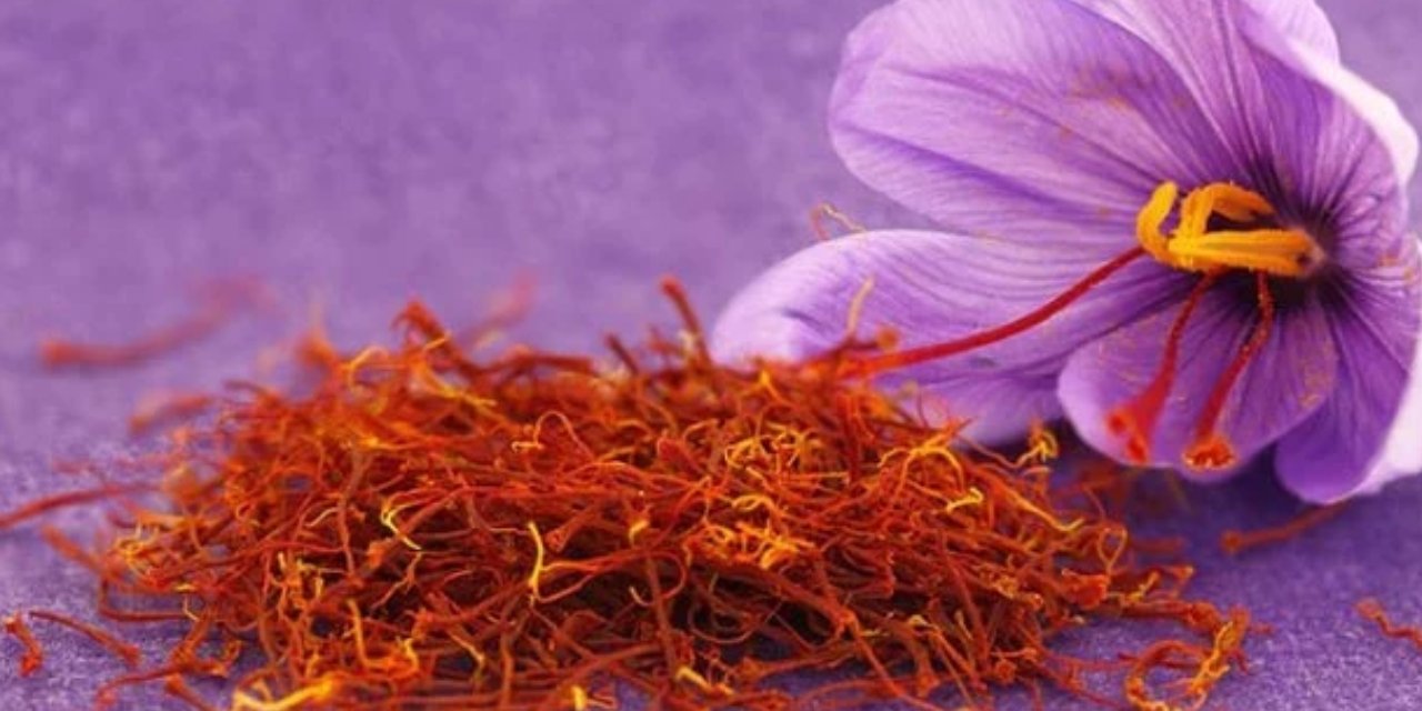 50 metrekarelik alanda 1,5 dönümlük verim: Şehirde safran üretimi yükseliyor