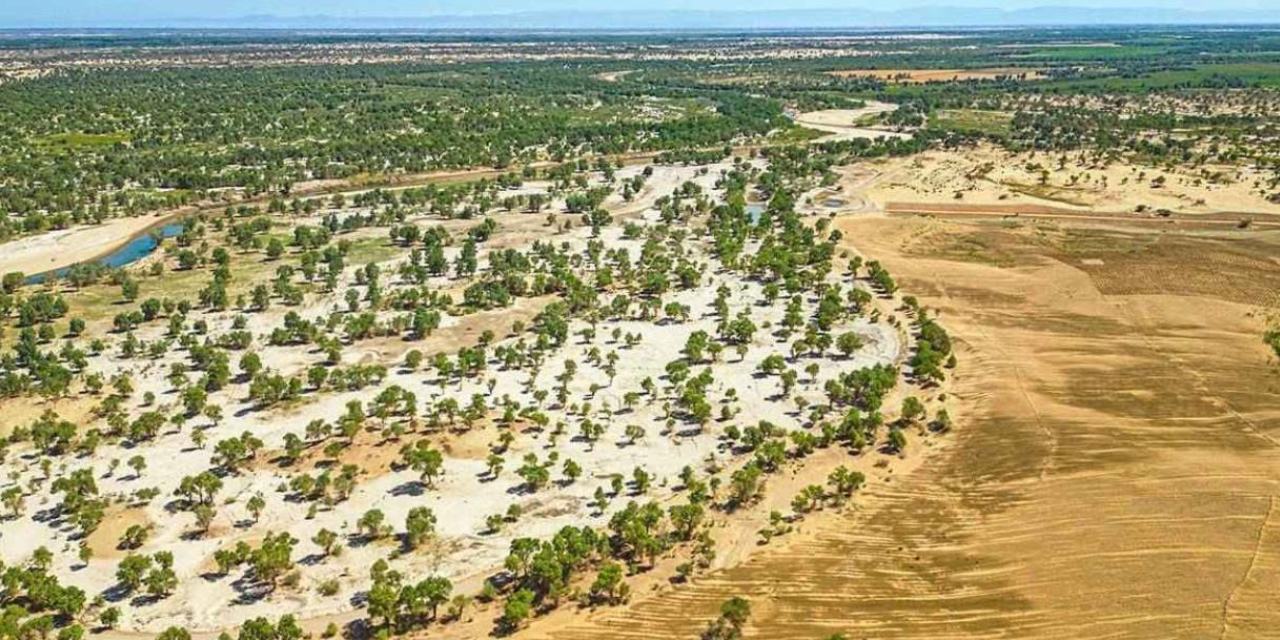 Çölün ortasında mucize: 60 milyar ağaçla nefes alan bir doğa doğdu