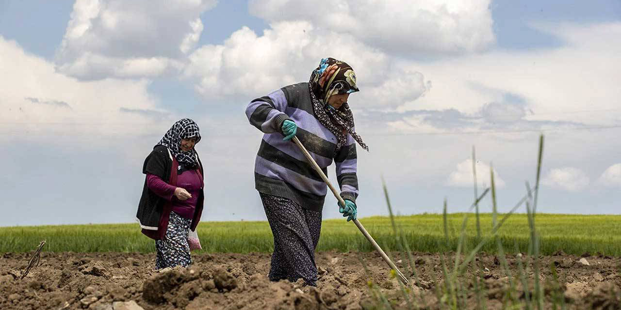 Çiftçi gitgide tükeniyor, önce ezildi sonra toprağına el konuldu