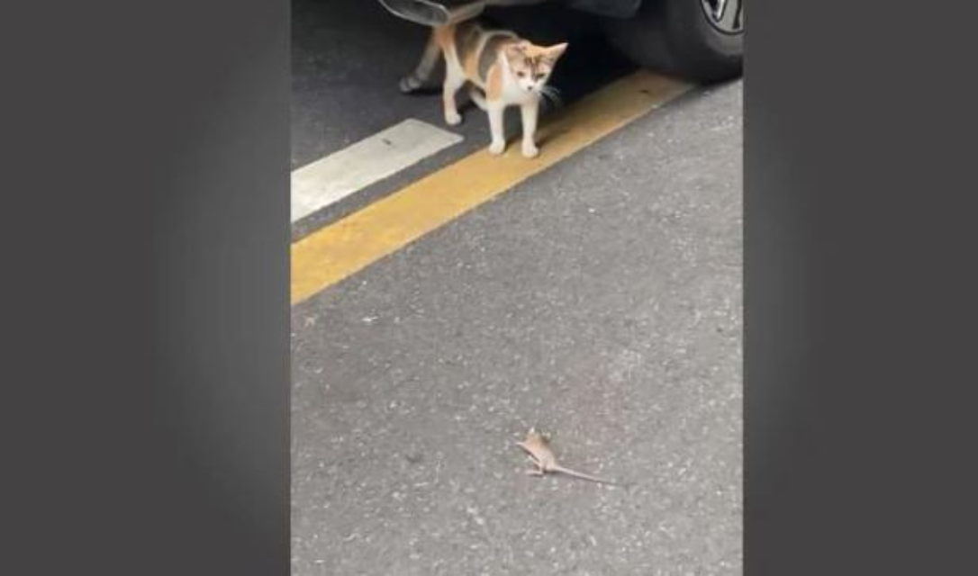 Kediyi görünce yuvarlanıp durdu! Fare Yeşilçam filmlerine taş çıkarttı