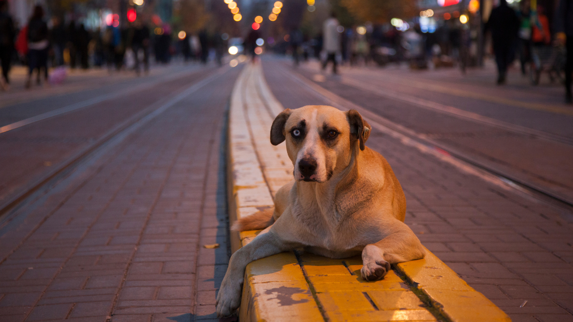 Sahipsiz köpek düzenlemesine uymayan belediyelere ceza verilecek!