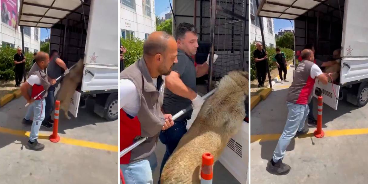 Arnavutköy Belediyesi’nin daha yasa çıkmadan aldığı köpek barınakta bulunamadı