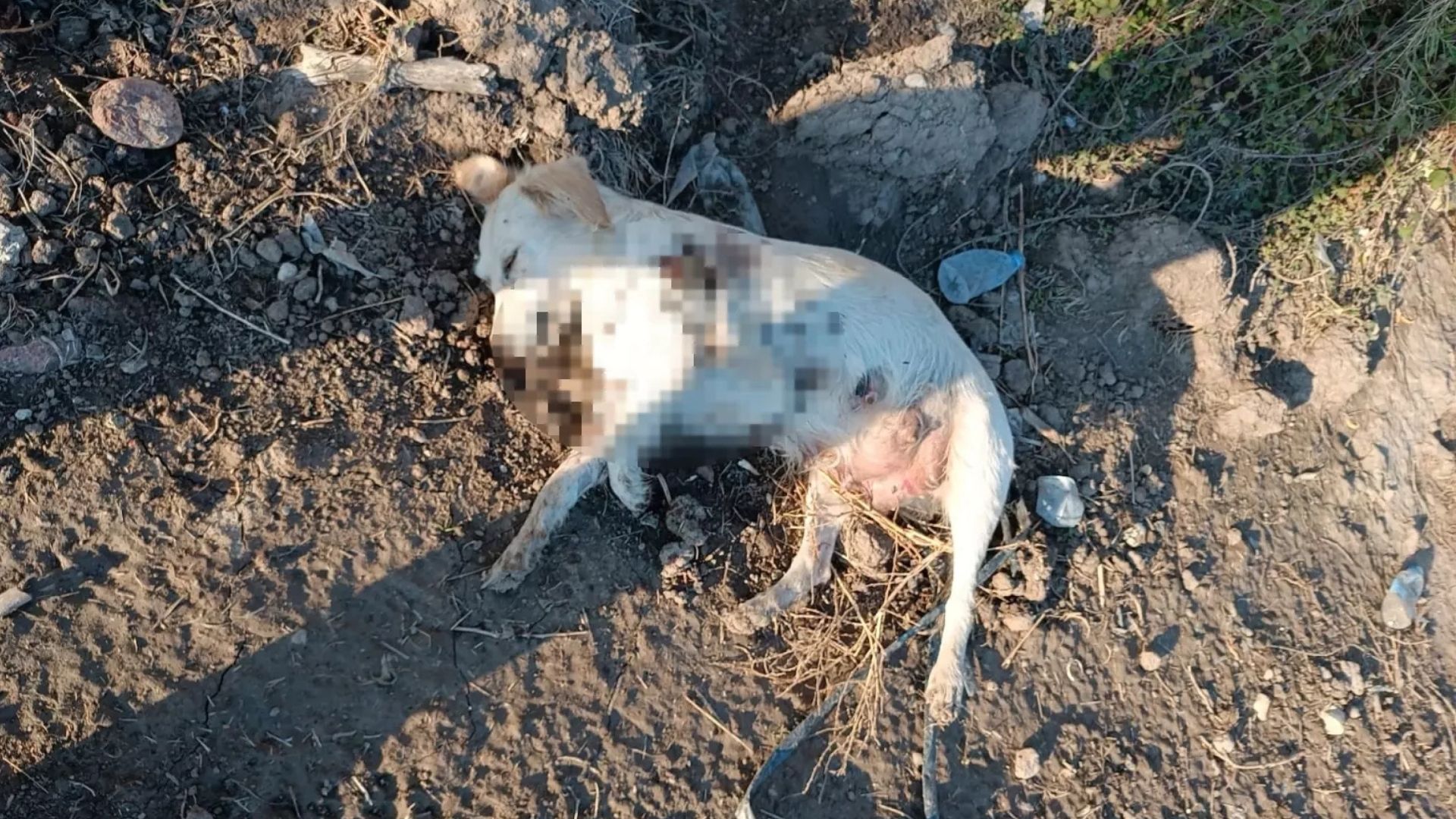 Antalya’da vahşet: Anne ve 2 yavru köpek tüfekle vuruldu