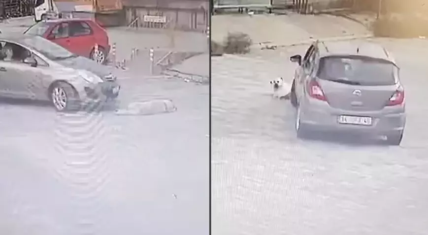 Bodrum’da bir sürücü köpeğin üzerinden geçip yoluna devam etti