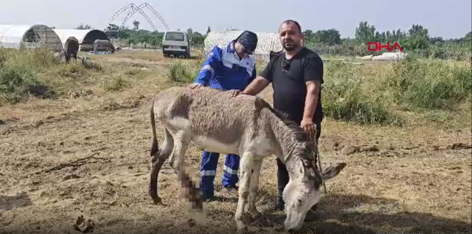 Ölüme terk edilen yaralı eşeği tedavi ettirdi