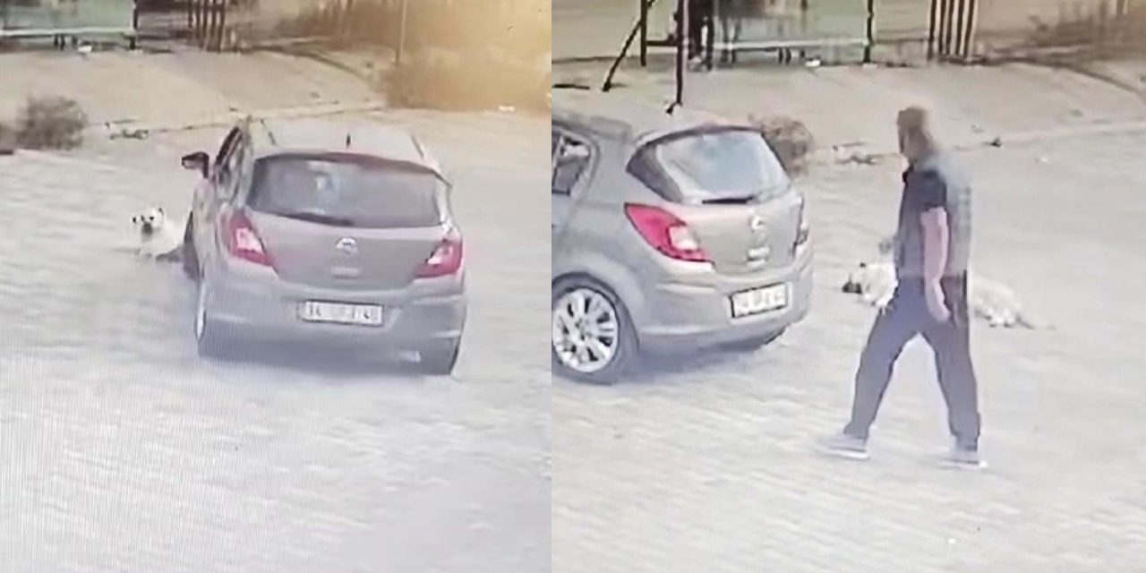 Yolda yatan köpeği ezen sürücü yakalandı