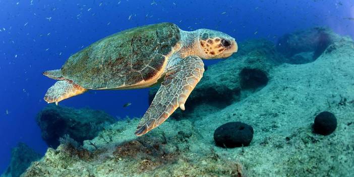 Caretta caretta yiyen 3 kişi öldü