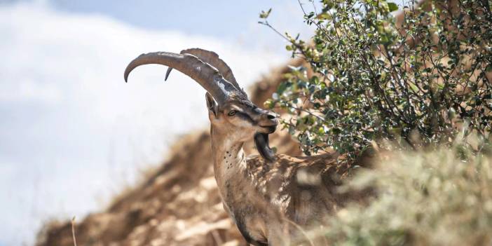 Tunceli'de yaban keçisi avcılarına 1 milyon 327 bin lira ceza